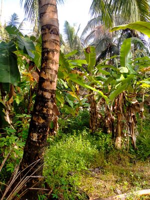 36011 ENTE GRAMAM CULTIVATION.jpeg
