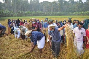 മലപ്പുറം ജില്ലാ കളക്ടർ ഗോപാല കൃഷ്‍ണൻ കൊയ്ത്തുത്സവം ഉത്ഘാടനം ചെയ്യുന്നു