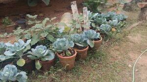 School vegetable garden.jpg