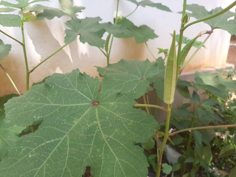 പ്രമാണം:16227-vegetable garden 2.jpeg