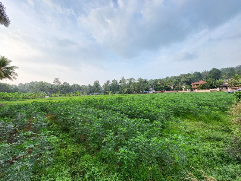 പ്രമാണം:37036 pulladan tapioca.jpg