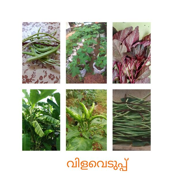 പ്രമാണം:38731 Photo4.jpeg