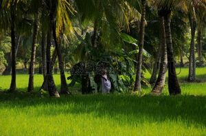 നെൽകൃഷി