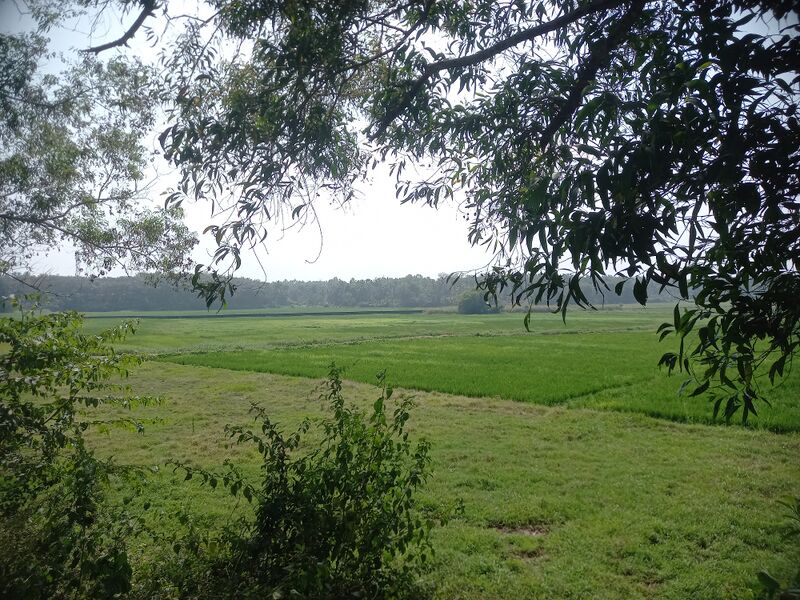 പ്രമാണം:23353 -field.jpg
