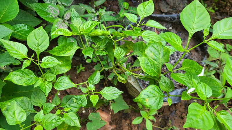 പ്രമാണം:29228 g12.jpg