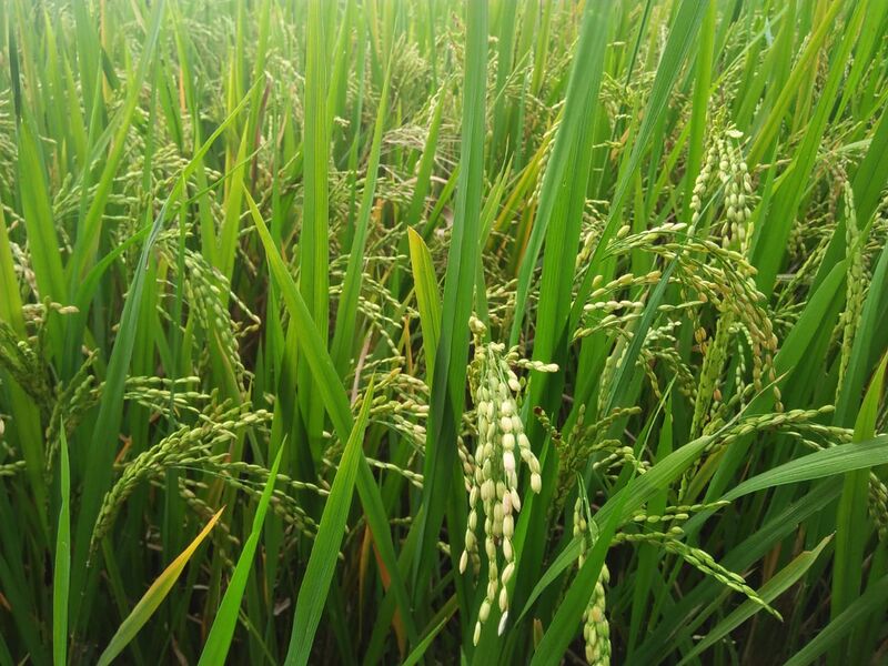 പ്രമാണം:37001 NELPADAM1.jpeg