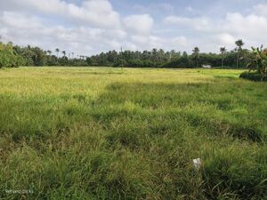 19776 grama.resized.jpg