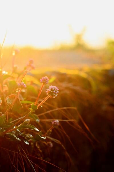 പ്രമാണം:Suriyaelizabethyooby sunrise.jpeg