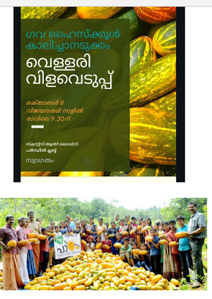 വെള്ളരി വിളവെടുപ്പ്.png