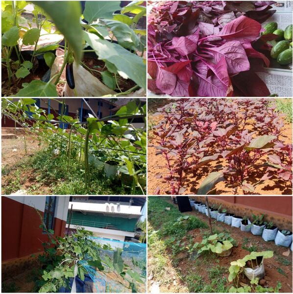 പ്രമാണം:29326 seed.jpg