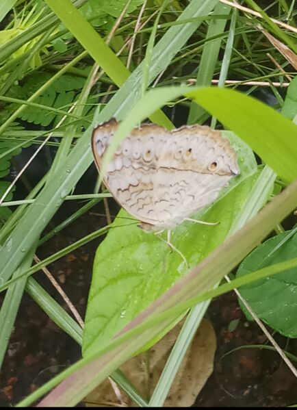 പ്രമാണം:43244 b3.jpg