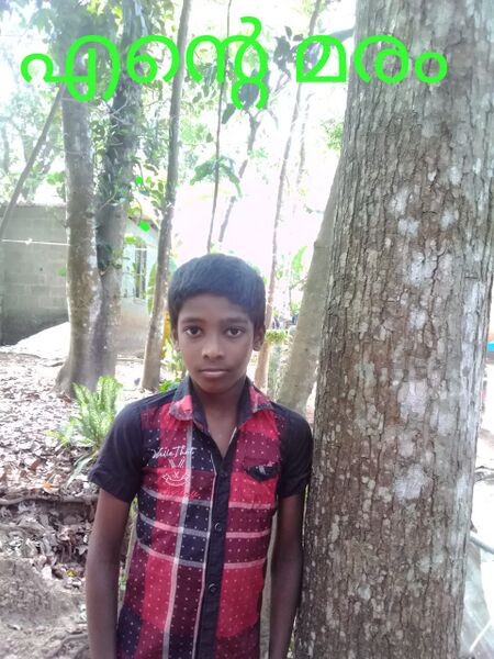 പ്രമാണം:44055 tree12q.jpeg