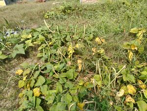 25229 school vegetable garden 2026.jpg