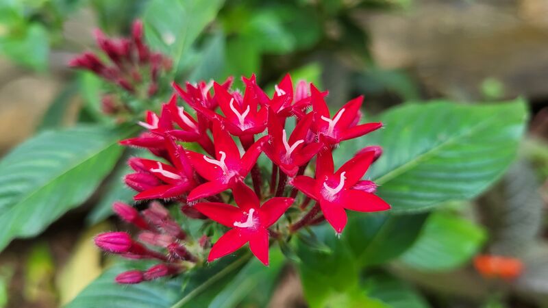 പ്രമാണം:29228 g19.jpg