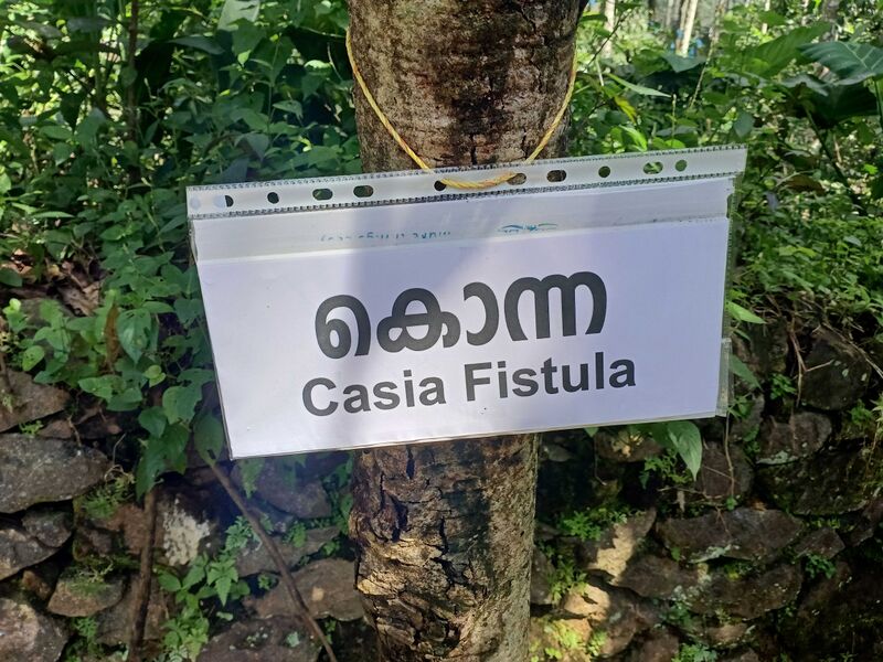 പ്രമാണം:38538 Kanikonna.jpg