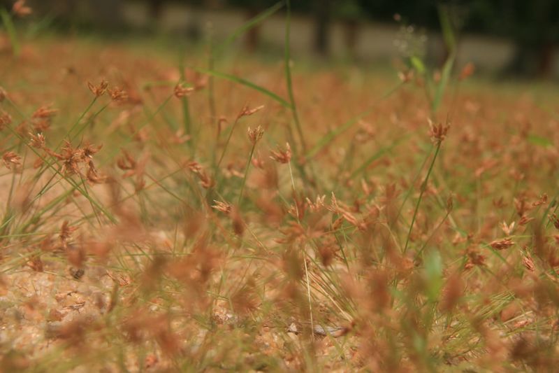 പ്രമാണം:Emil Antony ,+1 Commerce(3).jpg