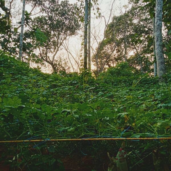 പ്രമാണം:31076 veg2.jpg