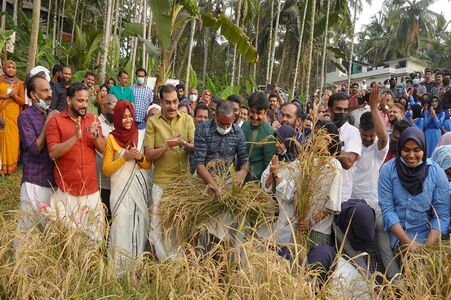 കൊയ്ത്തുത്സവത്തിൽ കൃഷി മന്ത്രി പി പ്രസാദ്