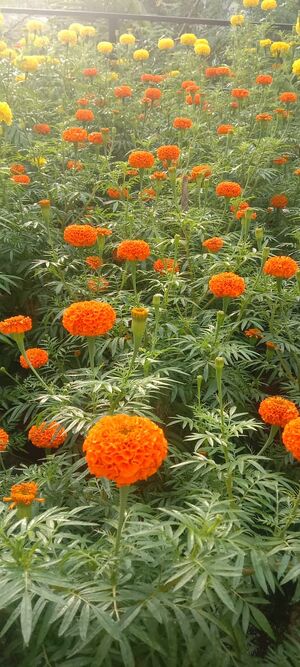 32008 Marigold garden in our school2.jpeg