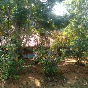 38259 LIJIVAISHNAV3.jpeg