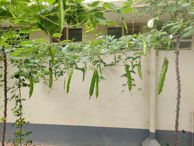 പ്രമാണം:44050 24 2 7 20.jpg