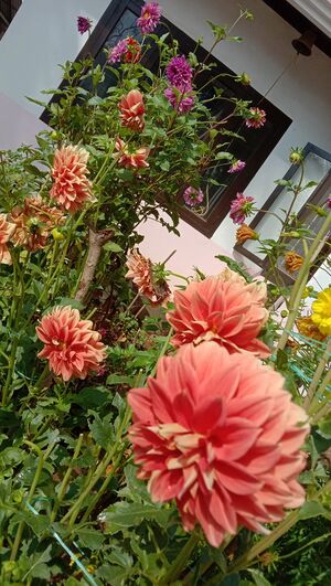 24538 Butterfly Garden 1.jpg