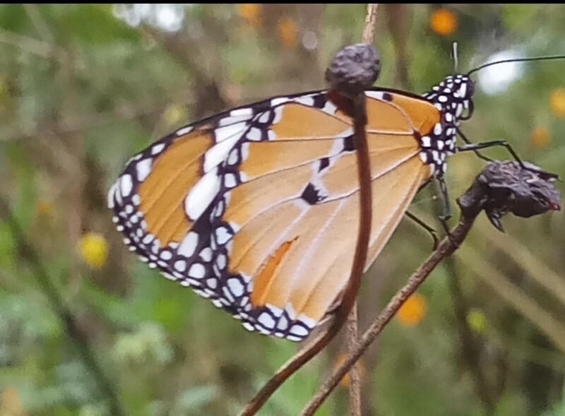 പ്രമാണം:43244 b18.jpg