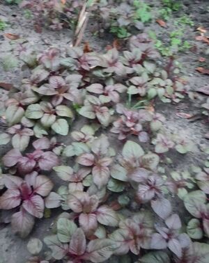 WhatsApp Image 2022-03-13 at 2.16.31 AM.jpg