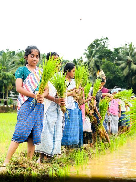 പ്രമാണം:19843-MLP-AMLPS PADINJAREKKARA-PADDY FIELD-2.jpg
