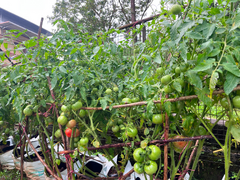 സ്ക്കൂൾ പച്ചക്കറിത്തോട്ടം