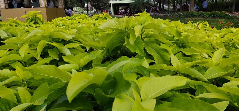 പ്രമാണം:19051 tar23.jpg