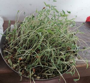 22076 eco microgreen1.jpeg