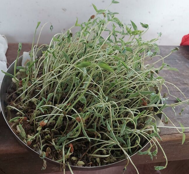 പ്രമാണം:22076 eco microgreen1.jpeg