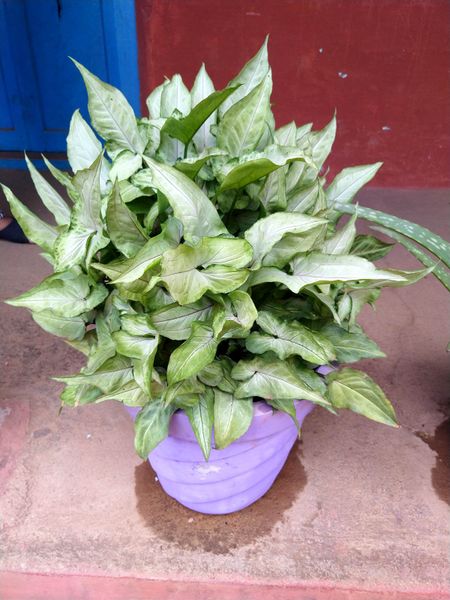 പ്രമാണം:28012 SP 1920 297.jpeg