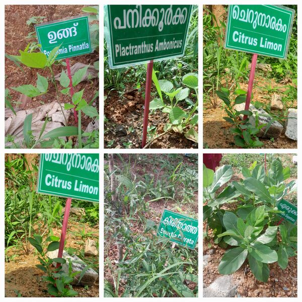 പ്രമാണം:44028 1112.jpg