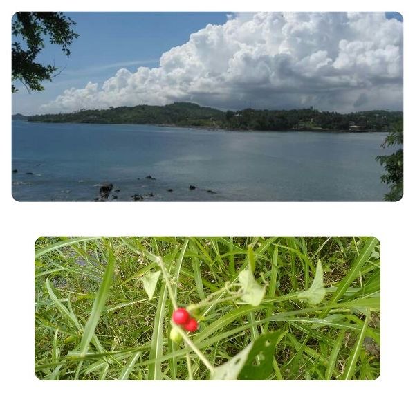 പ്രമാണം:June 5 41079.jpeg