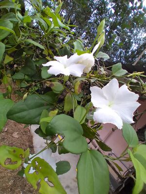 29312 environmentclub23.jpeg