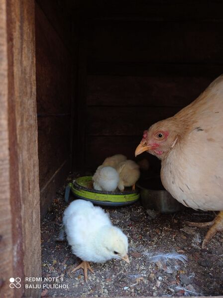 പ്രമാണം:47089 chik.jpeg