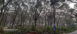 48550 rubber plantation.jpg