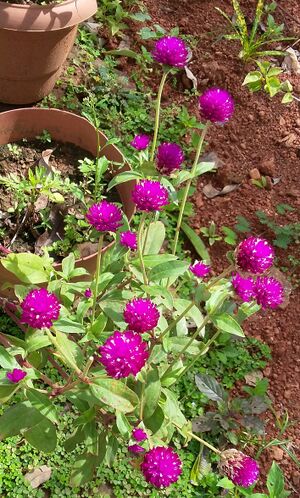 20160812 100429-1.jpg