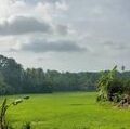 19:21, 25 ജനുവരി 2025-ലെ പതിപ്പിന്റെ ലഘുചിത്രം
