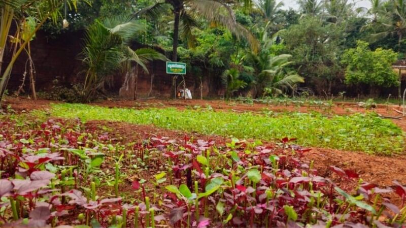 പ്രമാണം:19843-AMLPS PADINJAREKKARA MLP-VEGETABLE GARDEN.jpg