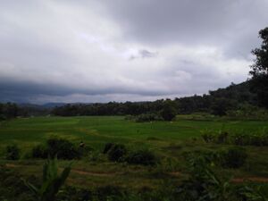 20045 Paddy fields.jpeg