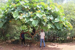 BS21 KLM 39007 7.jpg