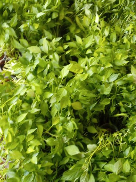 പ്രമാണം:Envi8 30014.jpg