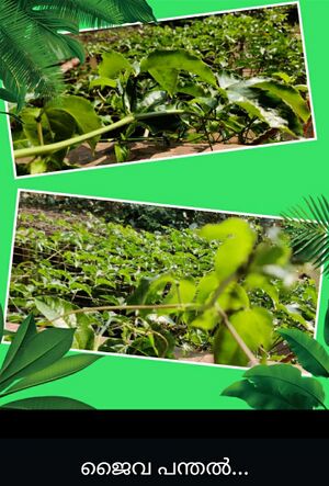 14871 2022 ecoclub 4.jpeg