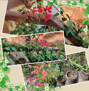 14871 2022 ecoclub 1.jpeg