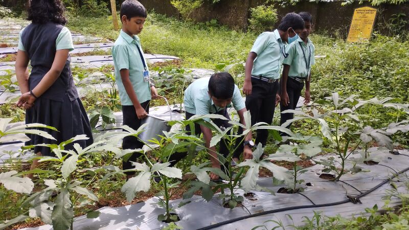 പ്രമാണം:31262 agro activities1.jpg