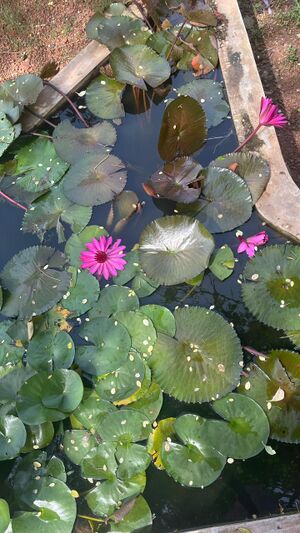 44028 water lilly.jpeg