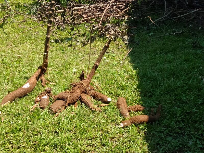 പ്രമാണം:I kappa 15.jpg